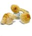 Buy African Transkei Magic Mushrooms