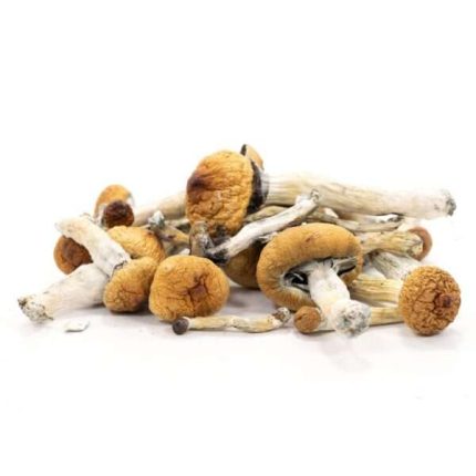 Buy Golden Teacher Magic Mushrooms