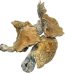 Buy Mexicana Cubensis Magic Mushrooms